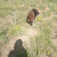 بره نر شیر مست