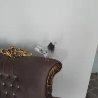 کبوتر