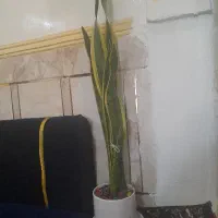 گیاه سانسوریا