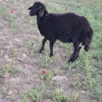 بره نر و ماده مناسب برا عید قربان