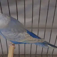 مرغ عشق خاص