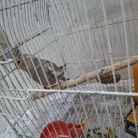 عروس هلندی
