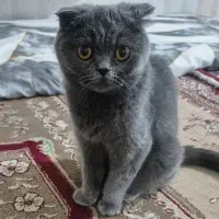 گربه اسکاتیش و بریتیش