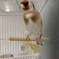سیره سهره سره خاکی
