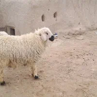 بره نر|حیوانات مزرعه|هامون, |دیوار