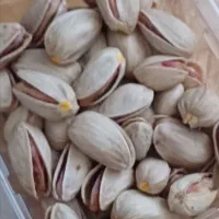فروش پسته تازه و زود رس باغی