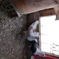 کبوتر|پرنده|زاغه, |دیوار