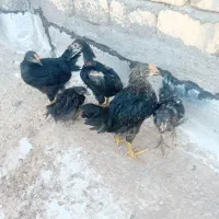 نوچه مرغ