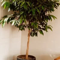 گل آمستر کینگ