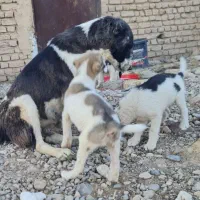 سگ خراسانی