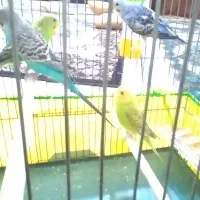 مرغ عشق|پرنده|بم, |دیوار