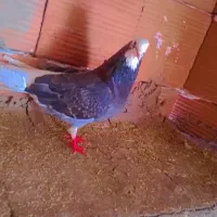 کفتر|پرنده|گنبد کاووس, |دیوار