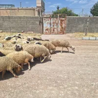 میش بره دار بره کلر