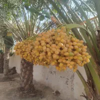 خارگ برهی