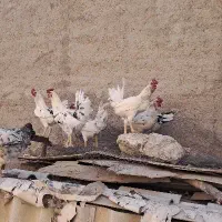 خروس گلین