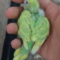 جوجه مرغ عشق