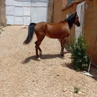 اسب مادیان دره شور