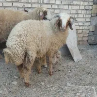 حمیدیه
