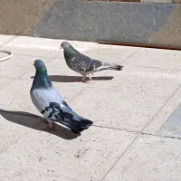 کفتر