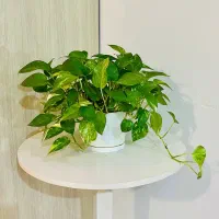 گل پتوس و قاشقی
