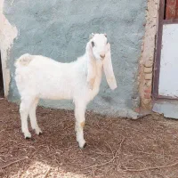 بزغاله نر گلابی بز