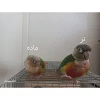 طوطی گرینچیک جفت