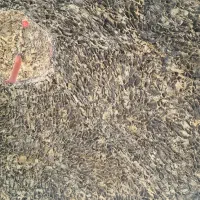 باندکارگری