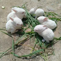 خرگوش چشم قرمز