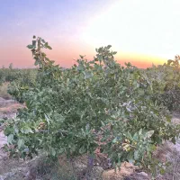 باغ-پسته