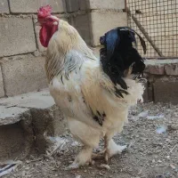 خروس برهما
