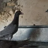 کفتر|پرنده|مشهد, مهدی آباد|دیوار