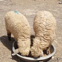 بره ماده چاق دوتاباهم27500