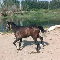 اسب