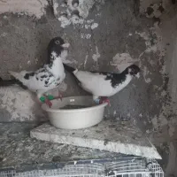 ابلغ سیاه پلنگ سیاه