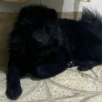 سگ چاوچاو نر