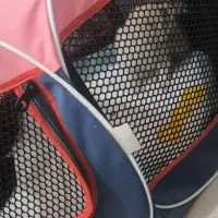 سگ خونگی|سگ|میناب, |دیوار