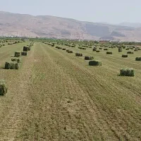 یونجه وعلف شبدر