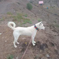 سگ نر|سگ|دیلمان, |دیوار