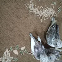 عروس هلندی