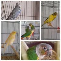 پرنده سرای مردانی(طوطی،سهره،قناری)
