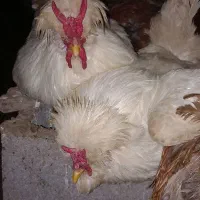 خروس سلطان معاوضه میکنم