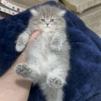 اصیل و سالم//آماده فروش