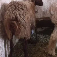 جفت میش جوان بحر خورده پاک سالم دونه بیست یک