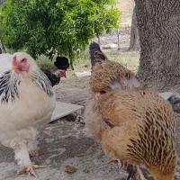 برهما+گلین+دیلگونی+محلی