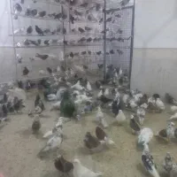 کفتر پرشی به شرط