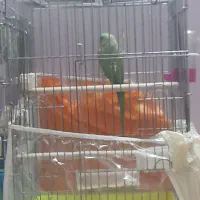 ملنگو نر و ماده مست مست