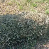 یونجه