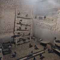 کبوتر مسافتی پلاکی اصیل امتحان شده