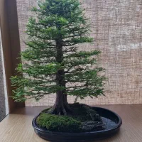خاص ترین گیاهان و بونسای ها