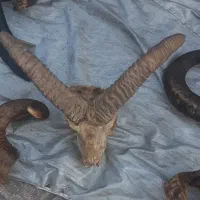 شاخ بز کوهی